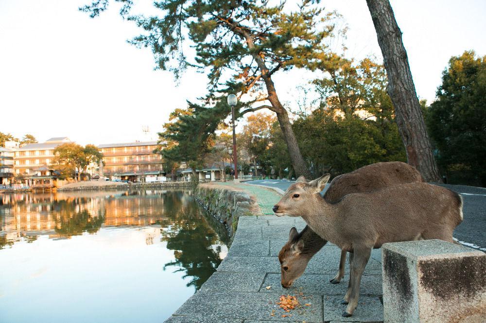 Nara Hakushikaso Hotel Exterior photo
